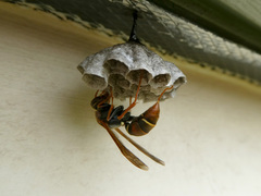 Polistes humilis