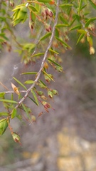 Styphelia setigera