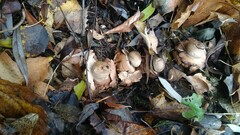 Geastrum