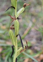 Cephalanthera damasonium