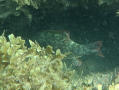 Lethrinidae