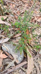 Micrantheum ericoides