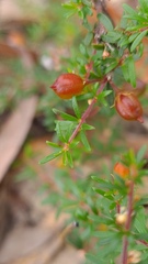 Micrantheum ericoides