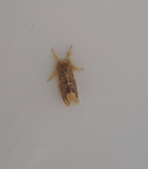 Orvasca subnotata