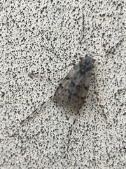 Ablabesmyia notabilis