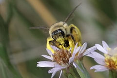 Dasypoda