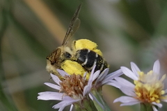 Dasypoda