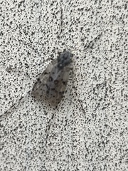 Ablabesmyia notabilis