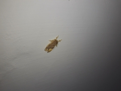 Orvasca subnotata