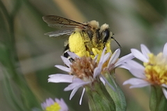 Dasypoda