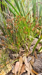 Schizaea bifida
