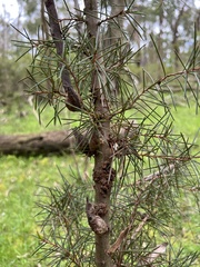 Hakea decurrens physocarpa