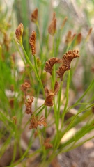 Schizaea bifida