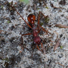 Myrmecia nigriscapa