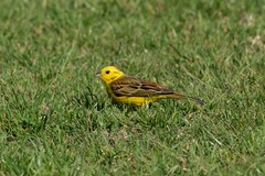 Emberiza citrinella caliginosa