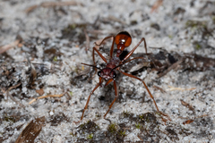 Myrmecia nigriscapa