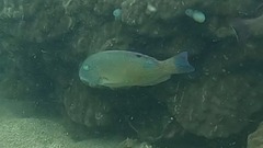 Choerodon schoenleinii