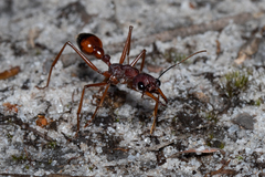 Myrmecia nigriscapa