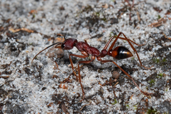 Myrmecia nigriscapa