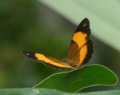 Cupha prosope