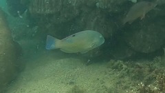 Choerodon schoenleinii