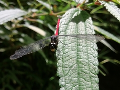 Lathrecista asiatica