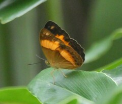 Cupha prosope