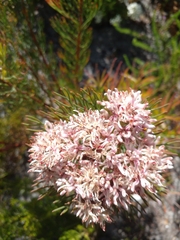 Serruria ascendens