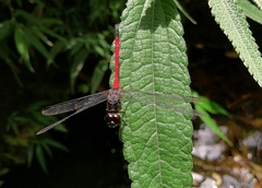 Lathrecista asiatica