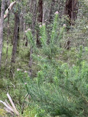 Cassinia aculeata