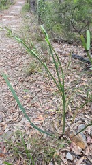 Bossiaea scolopendria