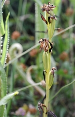 Ophrys apifera