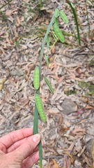 Bossiaea scolopendria