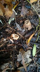 Geastrum