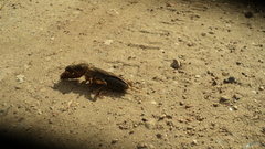 Gryllotalpa gryllotalpa