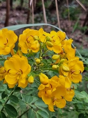 Senna pendula glabrata