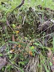 Pultenaea gunnii
