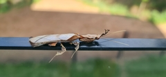 Phyllocrania paradoxa