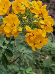 Senna pendula glabrata