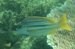 Lutjanus carponotatus