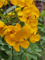 Senna pendula glabrata