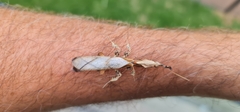 Phyllocrania paradoxa