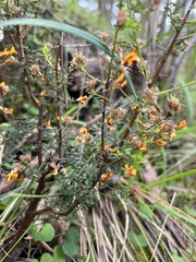 Pultenaea gunnii