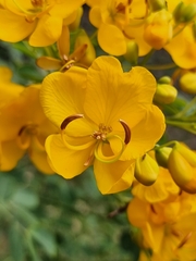 Senna pendula glabrata