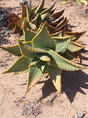 Aloe