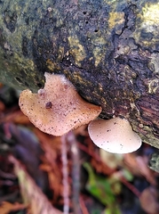 Crepidotus