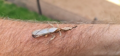 Phyllocrania paradoxa