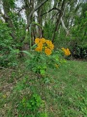 Senna pendula glabrata
