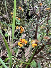 Pultenaea gunnii