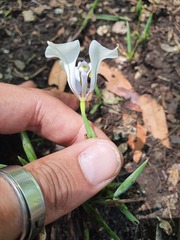 Cypella opalina opalina